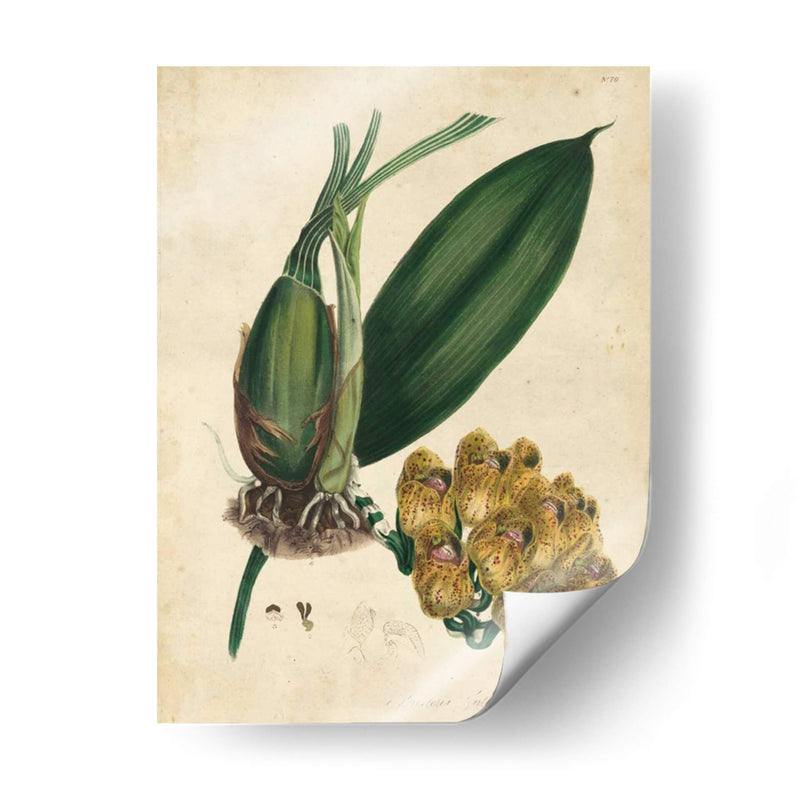 Orquídea Sofisticada I | Cuadro decorativo de Canvas Lab