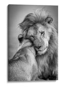 El tierno abrazo del león - Ali Khataw | Cuadro decorativo de Canvas Lab