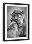 El tierno abrazo del león - Ali Khataw | Cuadro decorativo de Canvas Lab
