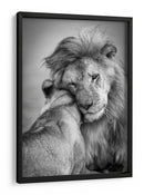 El tierno abrazo del león - Ali Khataw | Cuadro decorativo de Canvas Lab