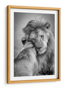 El tierno abrazo del león - Ali Khataw | Cuadro decorativo de Canvas Lab