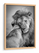 El tierno abrazo del león - Ali Khataw | Cuadro decorativo de Canvas Lab