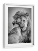 El tierno abrazo del león - Ali Khataw | Cuadro decorativo de Canvas Lab