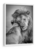 El tierno abrazo del león - Ali Khataw | Cuadro decorativo de Canvas Lab