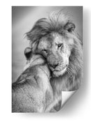 El tierno abrazo del león - Ali Khataw | Cuadro decorativo de Canvas Lab