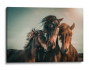 Familia de caballos salvajes armoniosos - Marcus Hennen | Cuadro decorativo de Canvas Lab