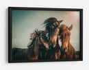 Familia de caballos salvajes armoniosos - Marcus Hennen | Cuadro decorativo de Canvas Lab