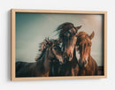 Familia de caballos salvajes armoniosos - Marcus Hennen | Cuadro decorativo de Canvas Lab