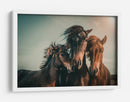 Familia de caballos salvajes armoniosos - Marcus Hennen | Cuadro decorativo de Canvas Lab