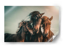 Familia de caballos salvajes armoniosos - Marcus Hennen | Cuadro decorativo de Canvas Lab