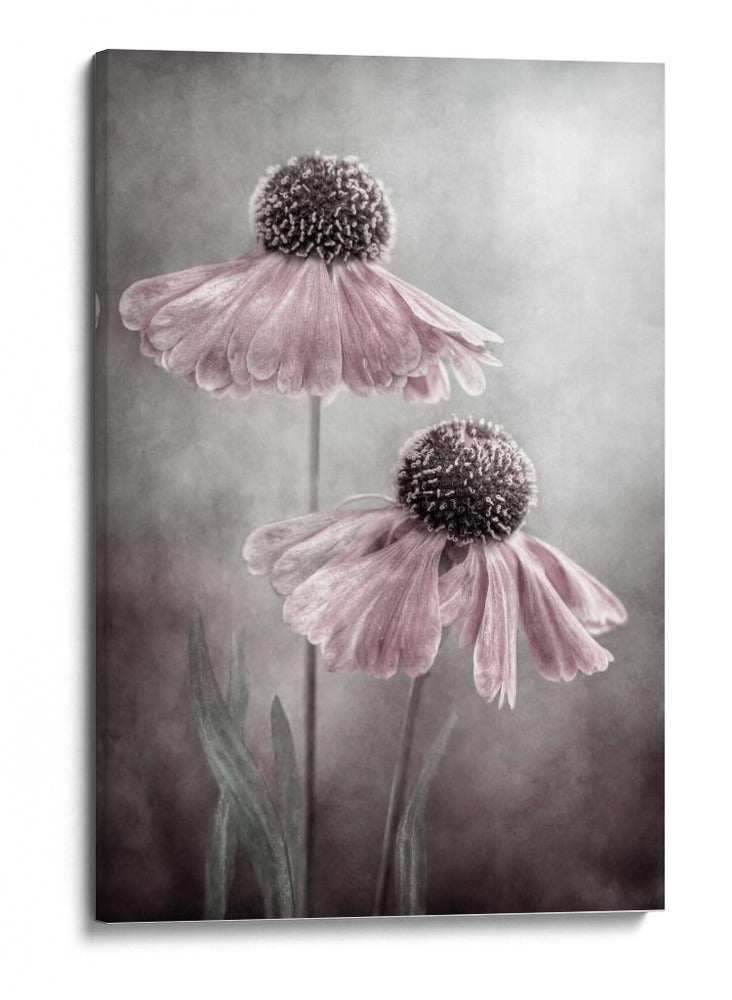 Ecos de la canción del Helenium eterno - Mandy Disher | Cuadro decorativo de Canvas Lab
