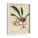 Sofisticado Orchid Ii | Cuadro decorativo de Canvas Lab
