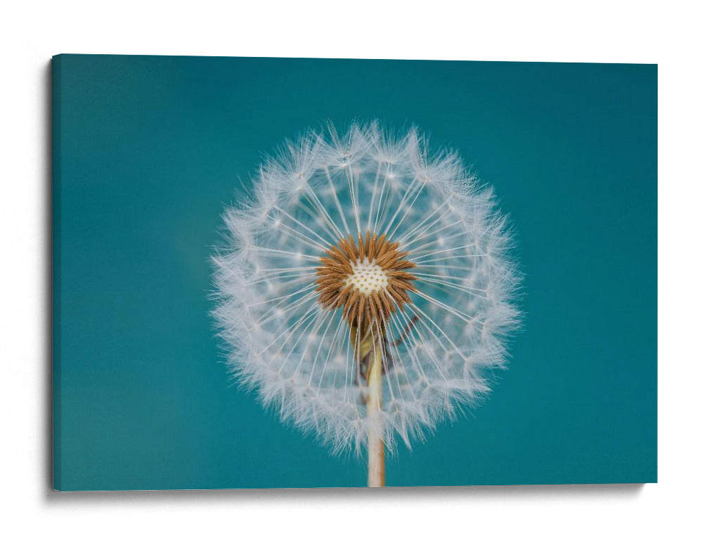 Deseo de diente de león esponjoso - Bess Hamiti | Cuadro decorativo de Canvas Lab