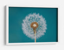 Deseo de diente de león esponjoso - Bess Hamiti | Cuadro decorativo de Canvas Lab