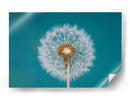 Deseo de diente de león esponjoso - Bess Hamiti | Cuadro decorativo de Canvas Lab