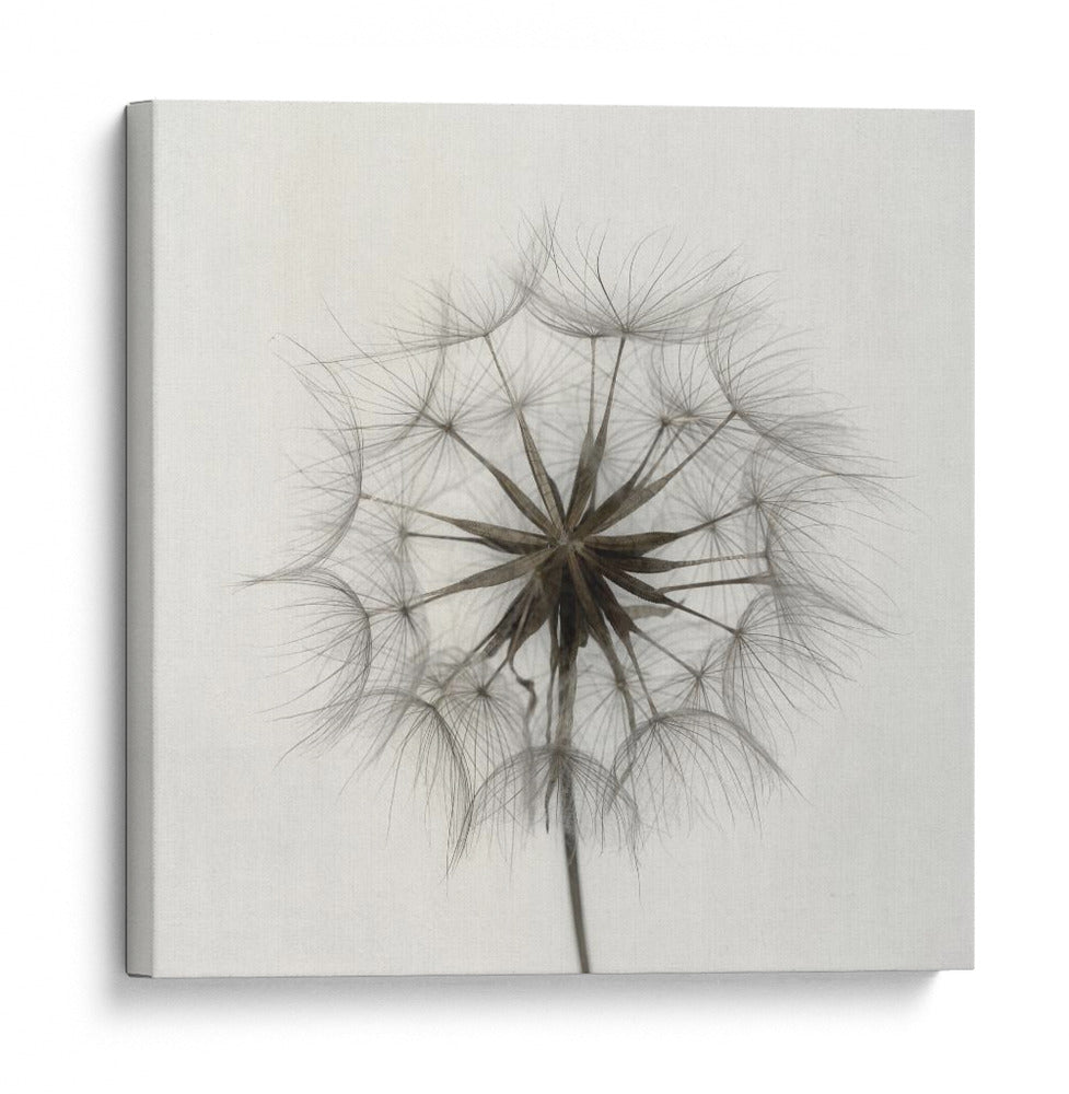 Delicada caricia semilla de diente de león - Lotte Gronkjar | Cuadro decorativo de Canvas Lab