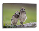 Dos adorables búhos - Greg Barsh | Cuadro decorativo de Canvas Lab