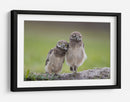 Dos adorables búhos - Greg Barsh | Cuadro decorativo de Canvas Lab