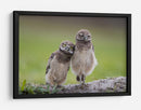 Dos adorables búhos - Greg Barsh | Cuadro decorativo de Canvas Lab