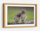 Dos adorables búhos - Greg Barsh | Cuadro decorativo de Canvas Lab