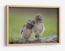 Dos adorables búhos - Greg Barsh | Cuadro decorativo de Canvas Lab