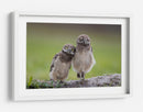 Dos adorables búhos - Greg Barsh | Cuadro decorativo de Canvas Lab