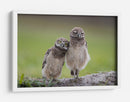 Dos adorables búhos - Greg Barsh | Cuadro decorativo de Canvas Lab