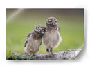 Dos adorables búhos - Greg Barsh | Cuadro decorativo de Canvas Lab