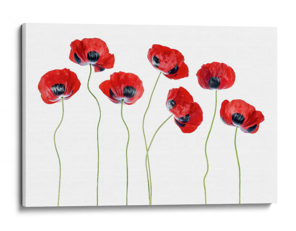 Elegantes amapolas de mariquita - Mandy Disher | Cuadro decorativo de Canvas Lab