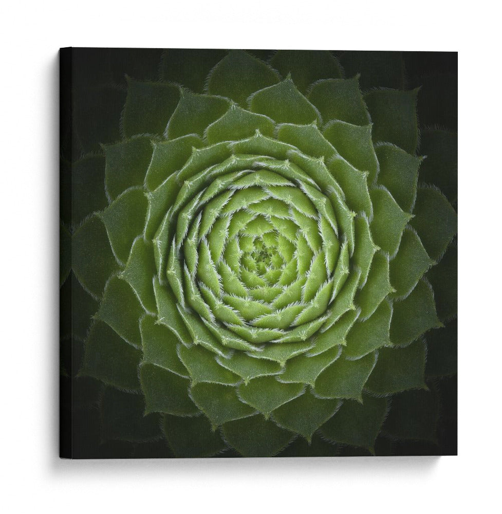 Espiral verde suculenta - Victor Mozqueda | Cuadro decorativo de Canvas Lab