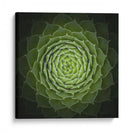 Espiral verde suculenta - Victor Mozqueda | Cuadro decorativo de Canvas Lab