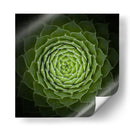 Espiral verde suculenta - Victor Mozqueda | Cuadro decorativo de Canvas Lab