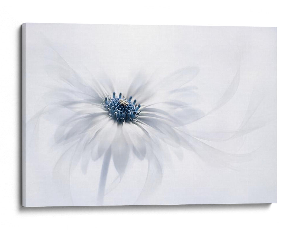 Delicada flor blanca - Jacky Parker | Cuadro decorativo de Canvas Lab