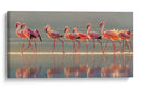 Flamencos rosados ​​elegantes - Phillip Chang | Cuadro decorativo de Canvas Lab