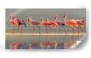 Flamencos rosados ​​elegantes - Phillip Chang | Cuadro decorativo de Canvas Lab