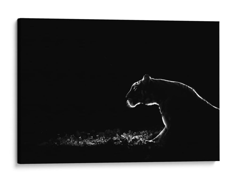 Depredador brillante - Tudor Thomas | Cuadro decorativo de Canvas Lab