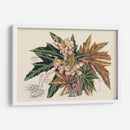 Variedades De La Begonia I - Stroobant | Cuadro decorativo de Canvas Lab