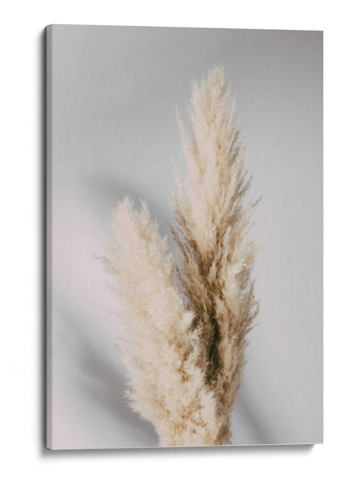 Hierba suave de las pampas - Fluidys Studio III | Cuadro decorativo de Canvas Lab