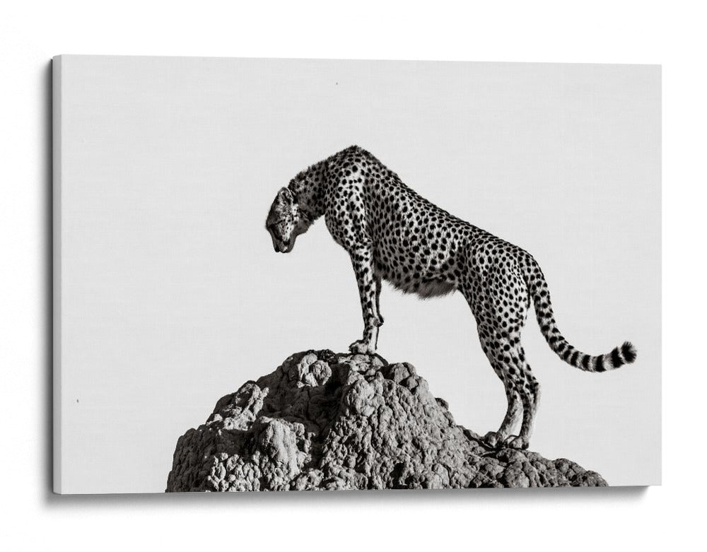 Guepardo en las rocas - ali | Cuadro decorativo de Canvas Lab