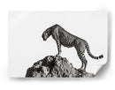 Guepardo en las rocas - ali | Cuadro decorativo de Canvas Lab