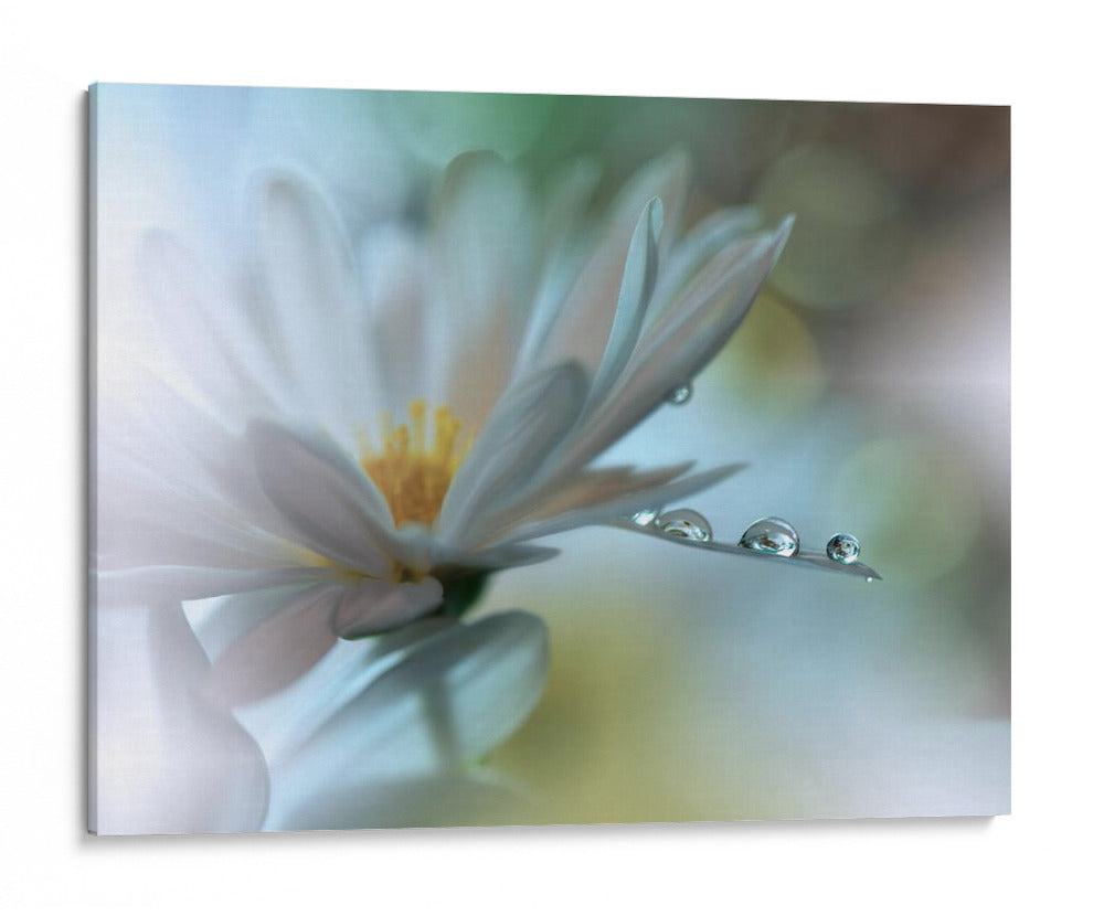 Gotas de rocío de flores blancas - Juliana Nan | Cuadro decorativo de Canvas Lab