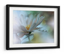 Gotas de rocío de flores blancas - Juliana Nan | Cuadro decorativo de Canvas Lab
