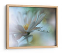 Gotas de rocío de flores blancas - Juliana Nan | Cuadro decorativo de Canvas Lab