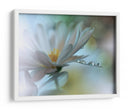 Gotas de rocío de flores blancas - Juliana Nan | Cuadro decorativo de Canvas Lab