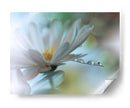 Gotas de rocío de flores blancas - Juliana Nan | Cuadro decorativo de Canvas Lab