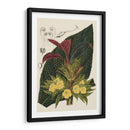 Variedades De La Begonia Ii - Stroobant | Cuadro decorativo de Canvas Lab