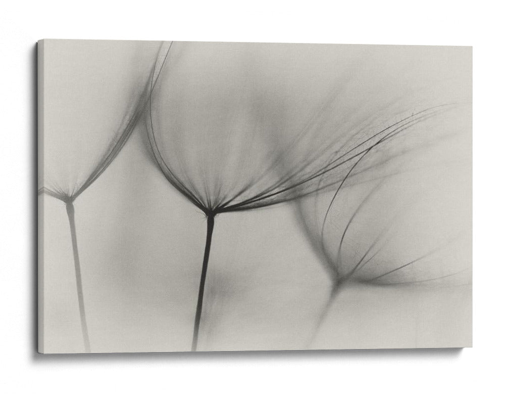 Delicadas y esbeltas semillas de diente de león - Lotte Gronkjar | Cuadro decorativo de Canvas Lab