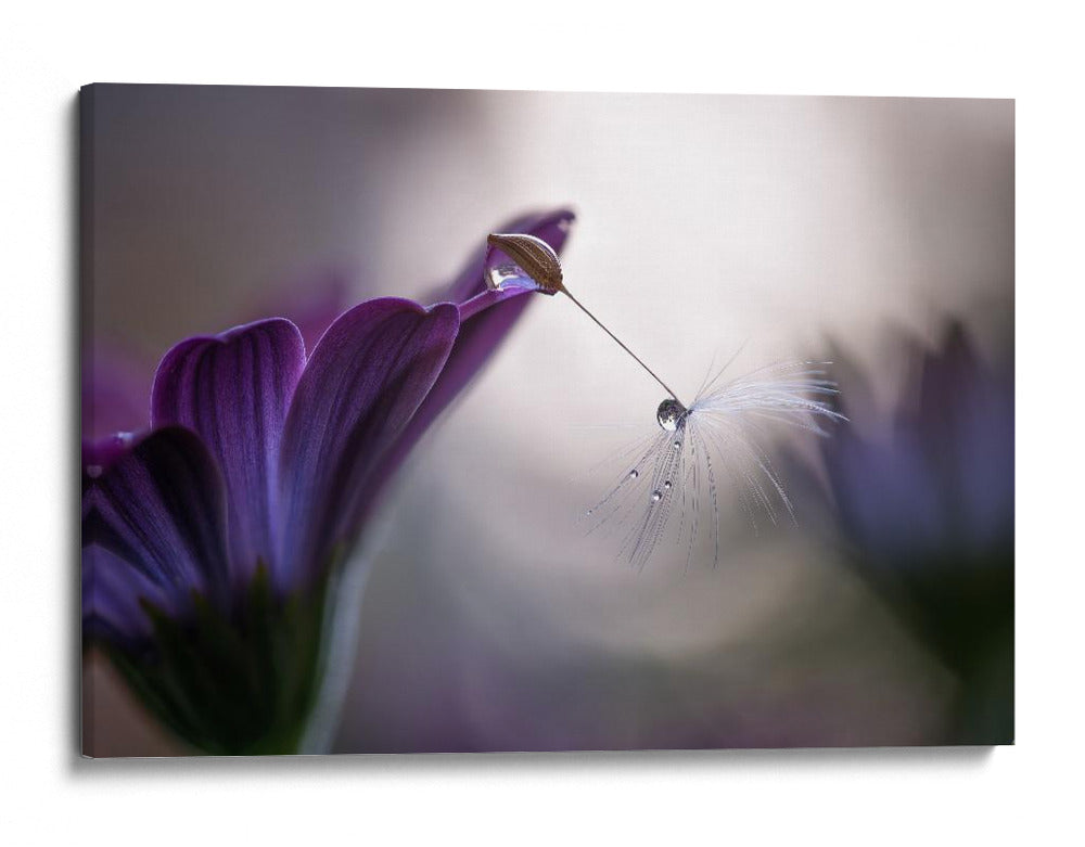 Gota de rocío de flor púrpura - Silvia Spedicato | Cuadro decorativo de Canvas Lab