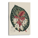 Begonia Variedades Iii - Stroobant | Cuadro decorativo de Canvas Lab