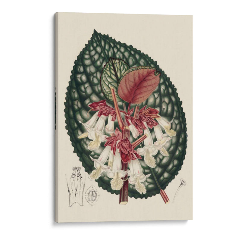 Begonia Variedades Iii - Stroobant | Cuadro decorativo de Canvas Lab